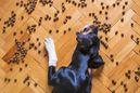 Víte co jsou hypoalergenní granule pro psy a jak je vybrat?